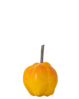 Айва 2